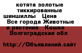 котята золотые тиккированные шиншиллы › Цена ­ 8 000 - Все города Животные и растения » Кошки   . Волгоградская обл.